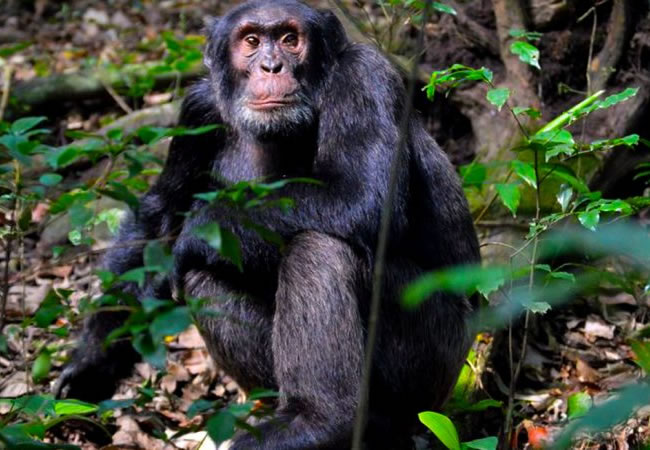 Chimpanzee Tracking in Uganda