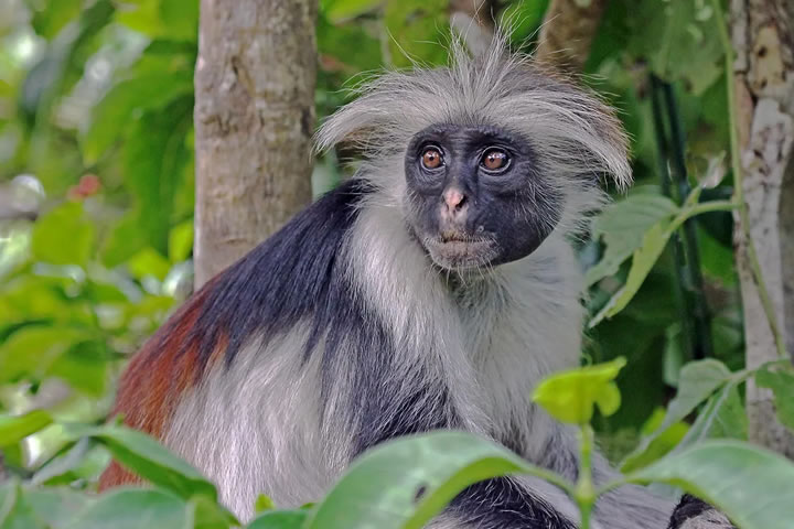 Colobus Monkeys in Uganda