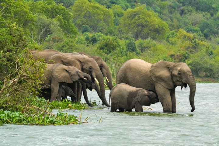 Elephants at Queen Elizabeth National Park