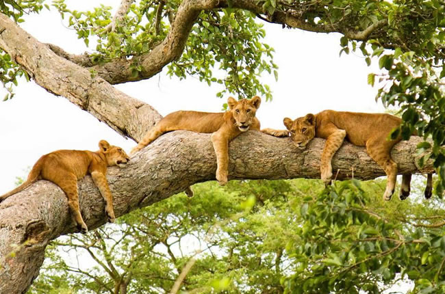 Tree-Climbing Lions in Ishasha