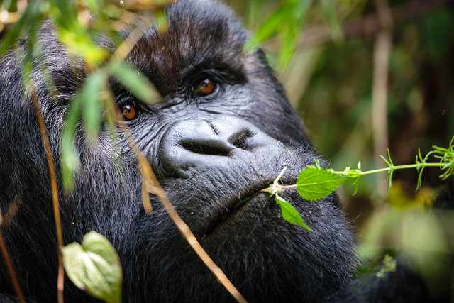 Gorilla tracking in Volcanoes National Park