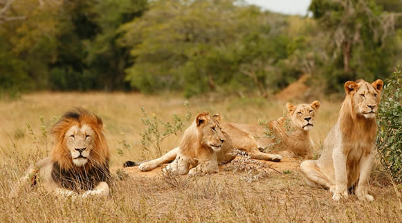 Big Five in Akagera National Park