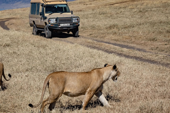 Best of Uganda Safari