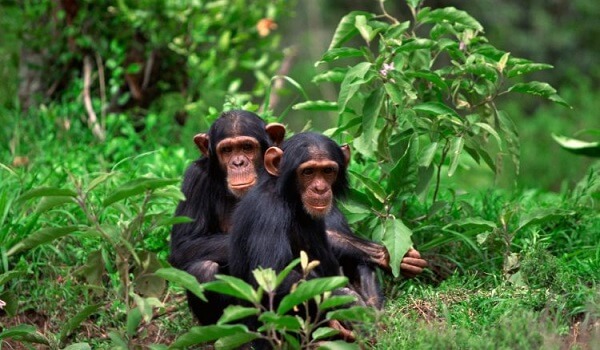 Chimpanzee Trekking Gishwati-Mukura National Park