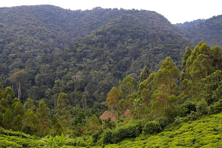 Gishwati-Mukura National Park