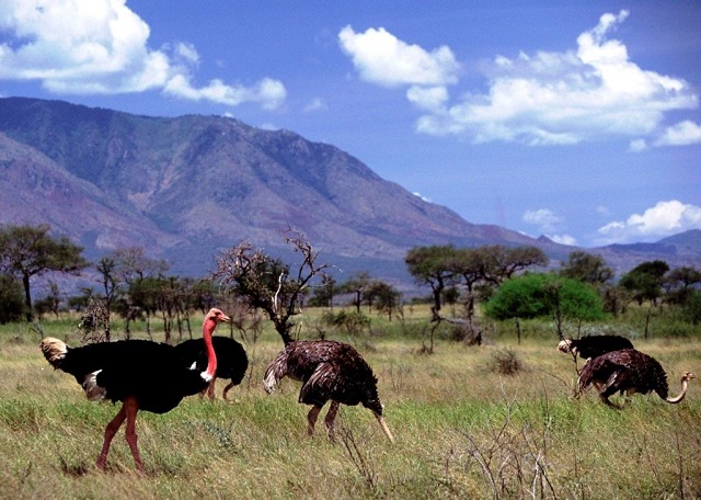 Kidepo Valley National Park