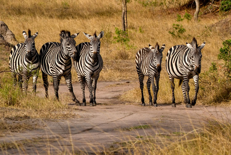 Kidepo Valley National Park