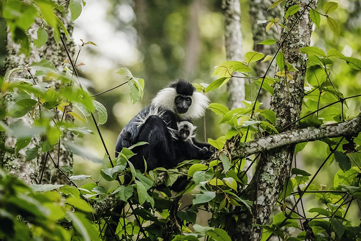 Nyungwe Forest National Park 