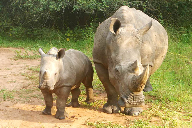 Ziwa Rhino Sanctuary