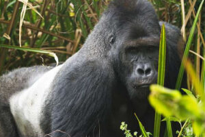 Gorillas In Virunga