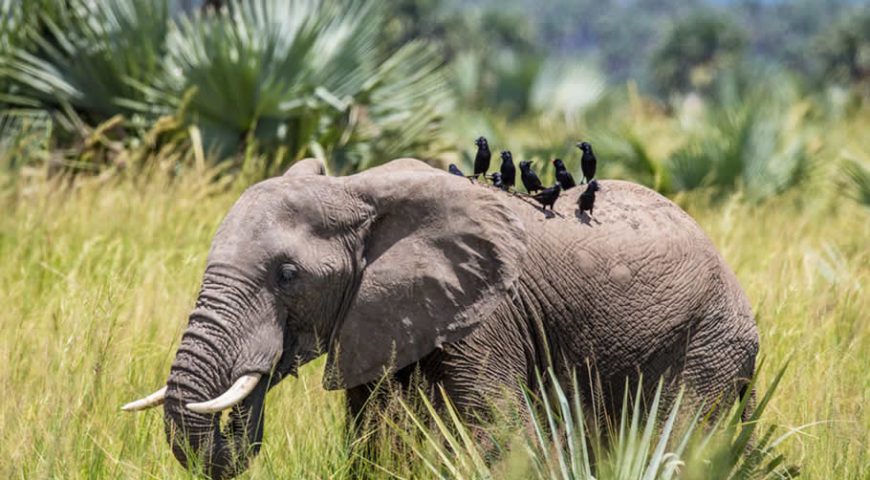 Semuliki National Park