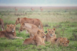 Akagera National Park