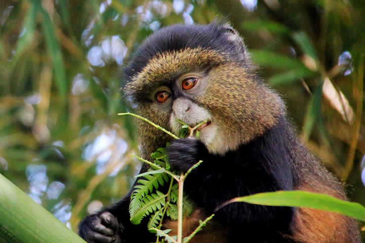 Golden Monkey Trekking Experience at Volcanoes National Park