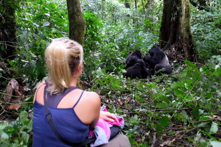 Gorilla habituation experience