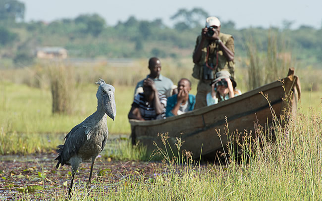 Mabamba Swamp