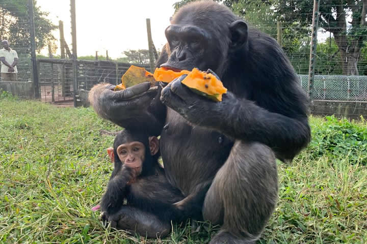 Ngamba Island and Chimpanzee Sanctuary